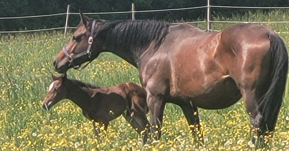 cropped-Home-SEO-Bild.jpg Koppeln auf Gut Ranzenbach, © Helmut Mayer